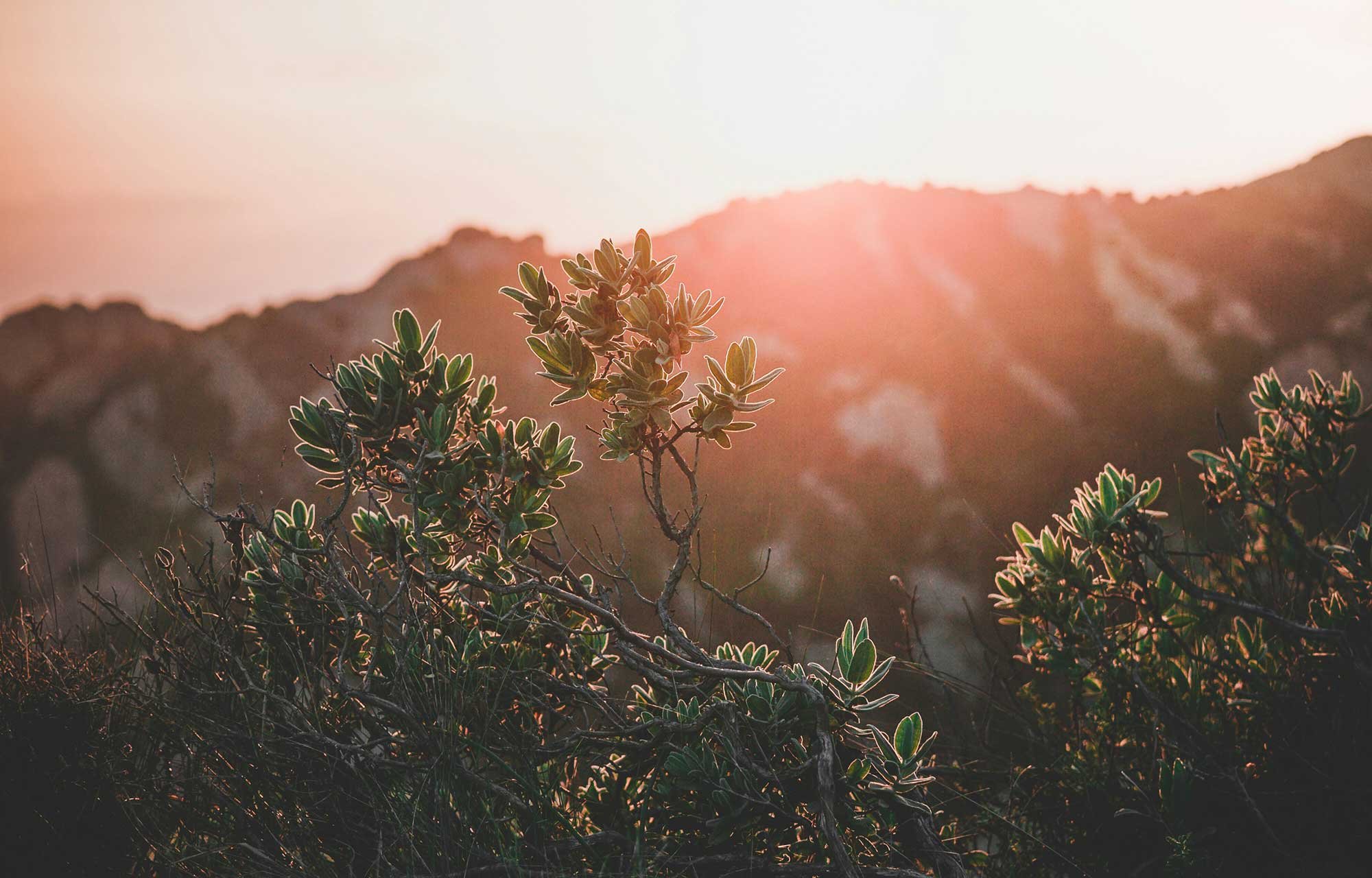 Wild bush in mountain during sunset.